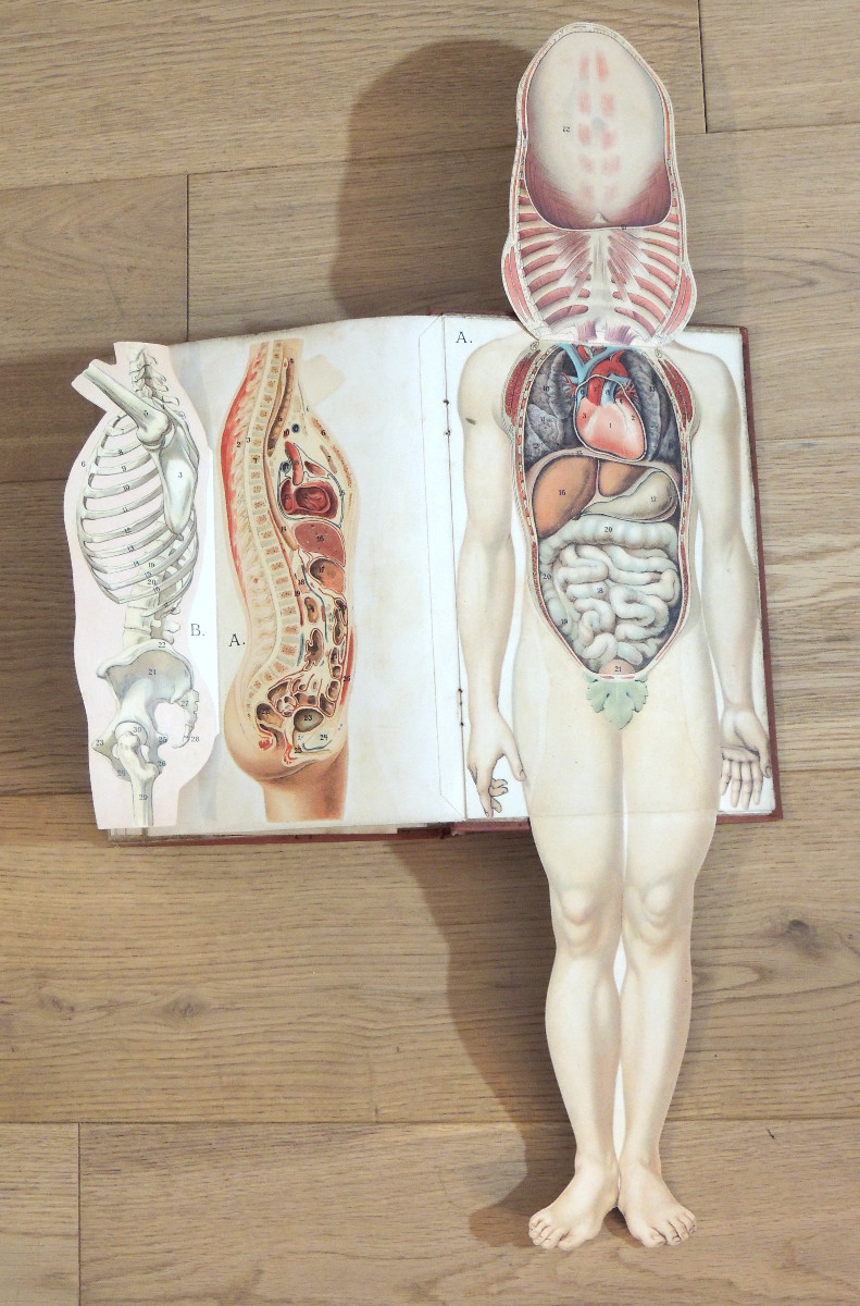 Golden Book Of Health, Bong & C.ie Paris Edition, Volumes 1 And 2 + Special Edition, Late 19th Century-photo-1