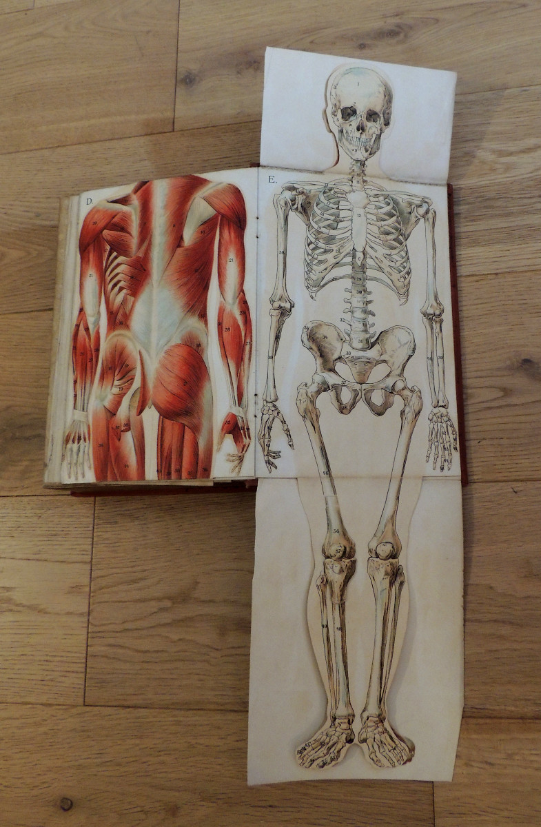 Golden Book Of Health, Bong & C.ie Paris Edition, Volumes 1 And 2 + Special Edition, Late 19th Century-photo-5