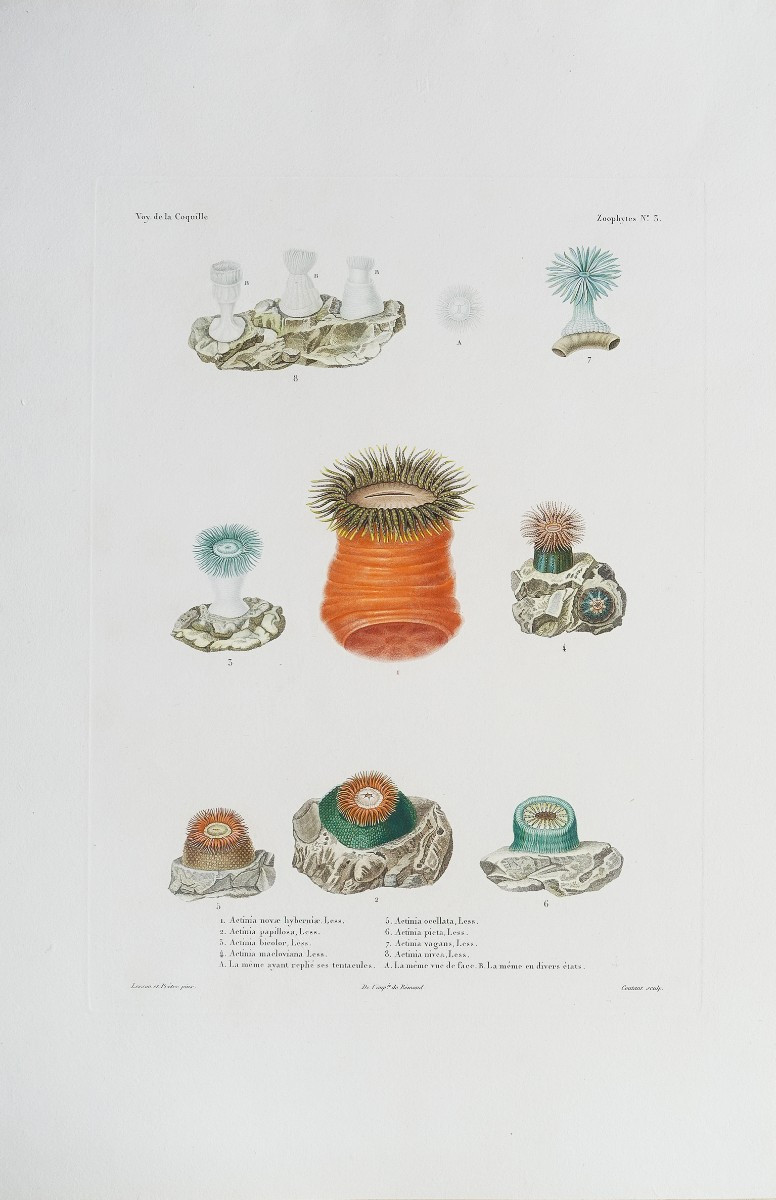 Antique Engraving – Actinia-photo-2