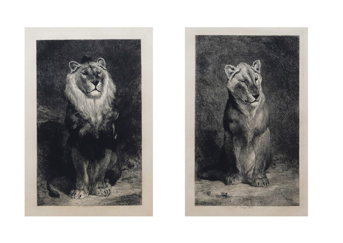 Gravures anciennes – Lion et Lionne 