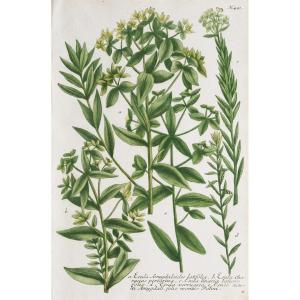 Botanic Antique Print