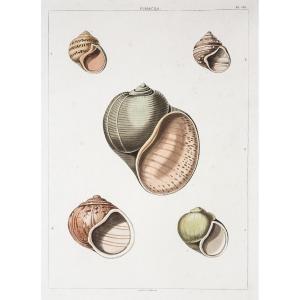 Gravure ancienne - coquillage