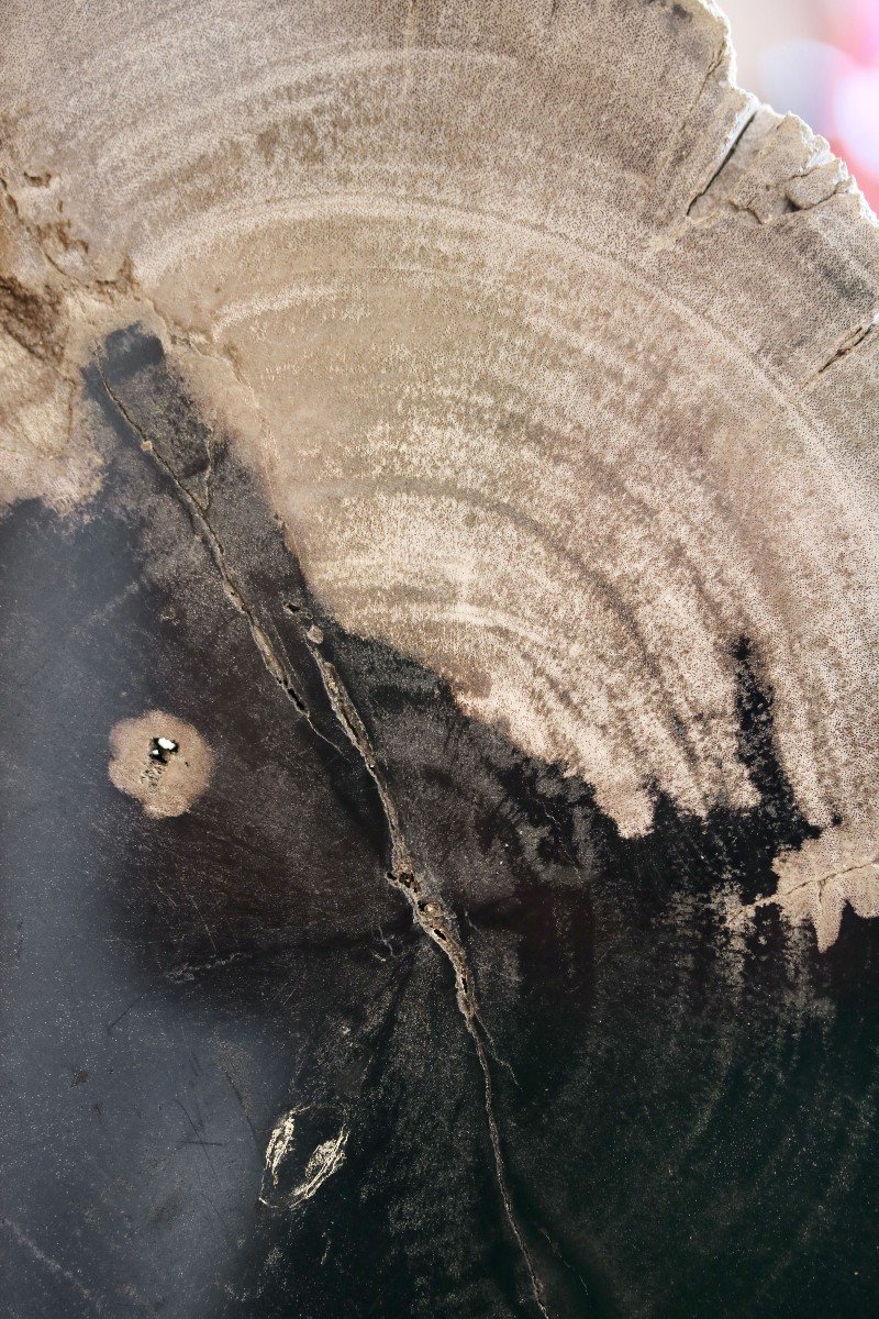 Tranche D’arbre Fossilisé-photo-1