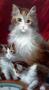 1548735-alb-682741cb57eca.jpg