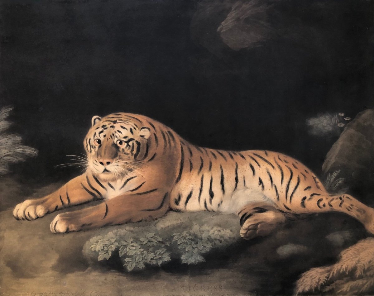 Une Tigress, 1798 - Gravée Par John Murphy Avec La Permission De George Stubbs.-photo-2