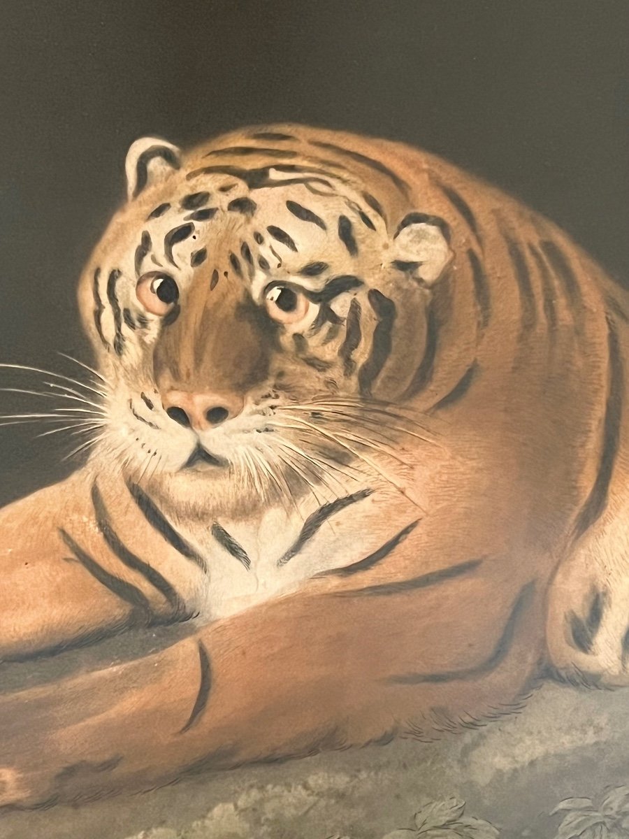 Une Tigress, 1798 - Gravée Par John Murphy Avec La Permission De George Stubbs.-photo-3