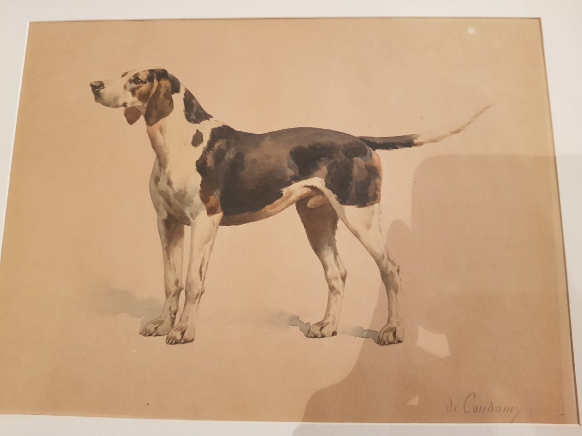 Charles Fernand De Condamy 1855-1913, Portraits De Chiens De Chasse, XIXe Siècle.-photo-2