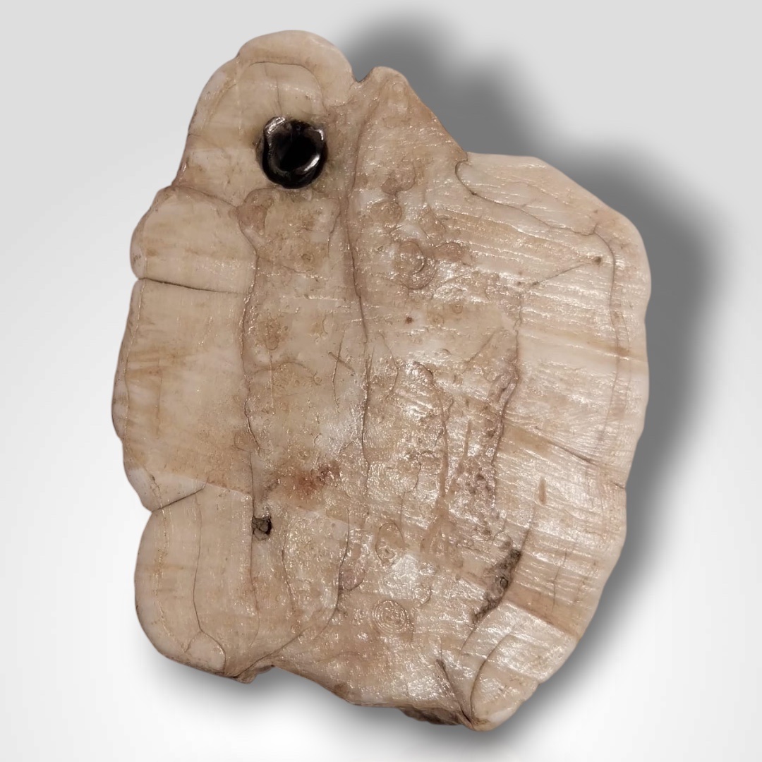 Tranche de dent fossilisée avec armoirie en argent, XIXe-photo-2