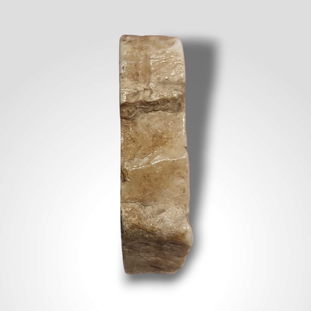 Tranche de dent fossilisée avec armoirie en argent, XIXe-photo-3