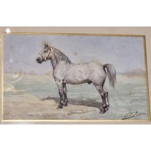 Olivier Charles De Penne (1831-1897), Cheval Blanc Au Près, XIXe  