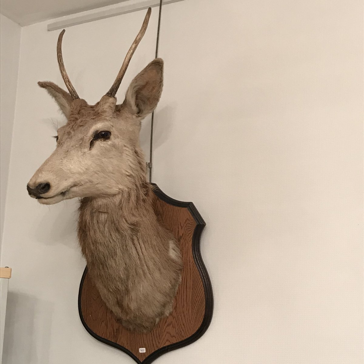 Deer Head Trophy-photo-3