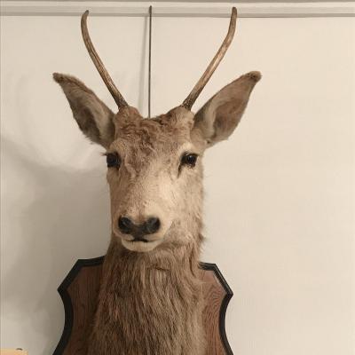 Deer Head Trophy