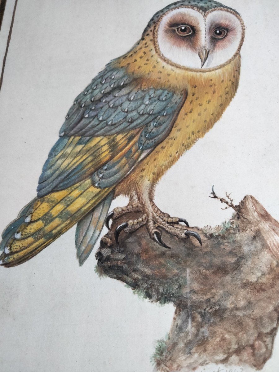 Aquarelle de Pierre Adolphe Wahast - Chouette Effraie XIXe-photo-2