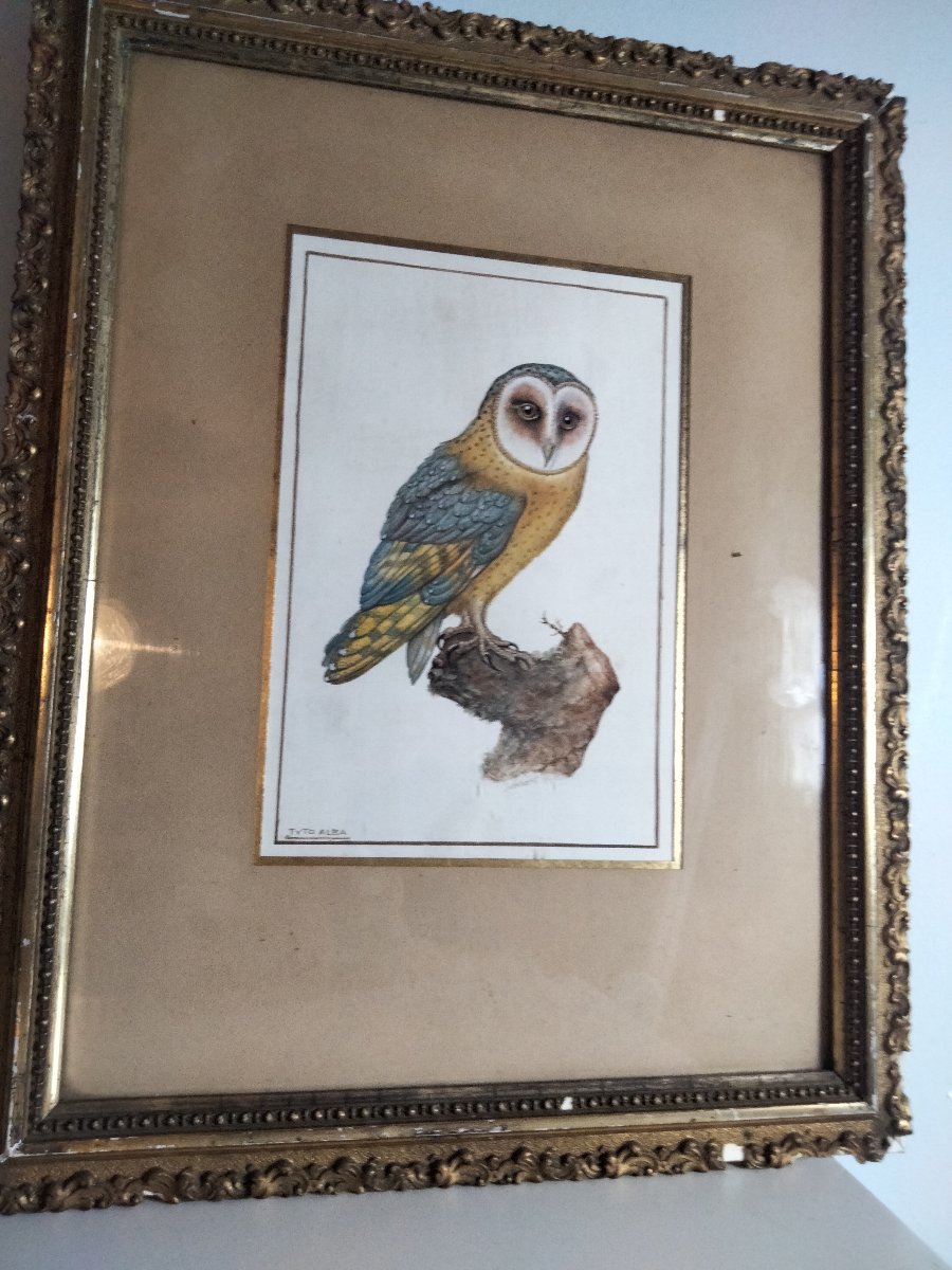 Aquarelle de Pierre Adolphe Wahast - Chouette Effraie XIXe-photo-3
