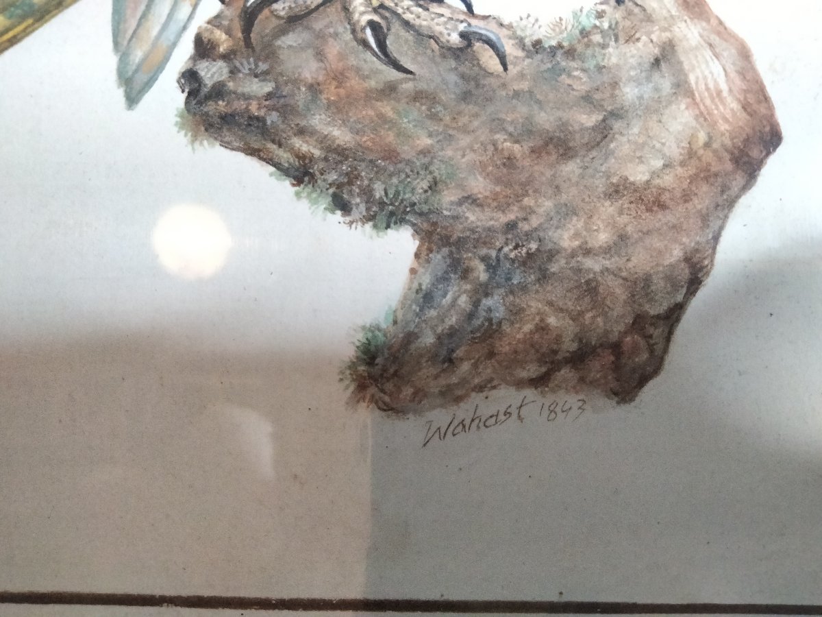 Aquarelle de Pierre Adolphe Wahast - Chouette Effraie XIXe-photo-4