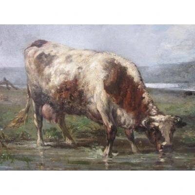 vache auu pré-photo-4