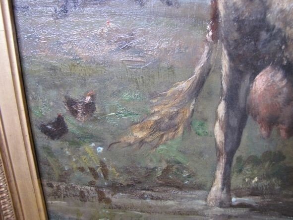 vache auu pré-photo-5