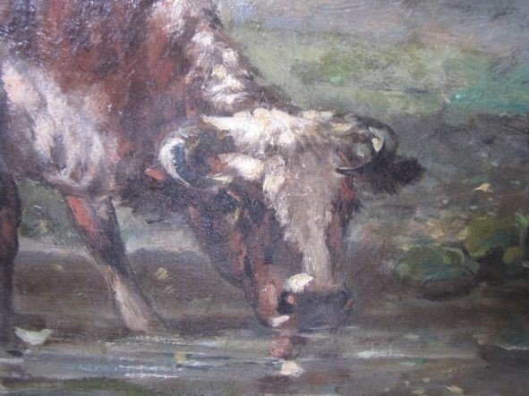 vache auu pré-photo-6