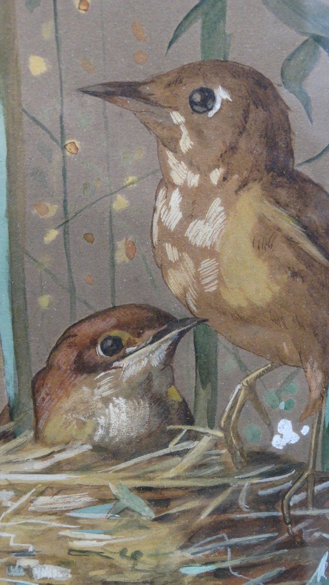 Birds In The Nest Watercolor By Jeanne Notte 1894-photo-1