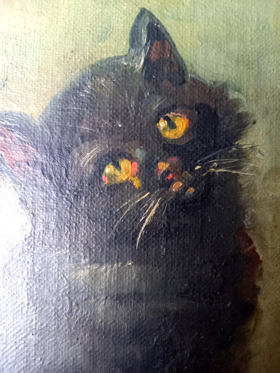 Début XXE siècle.  Un chaton malicieux -photo-3