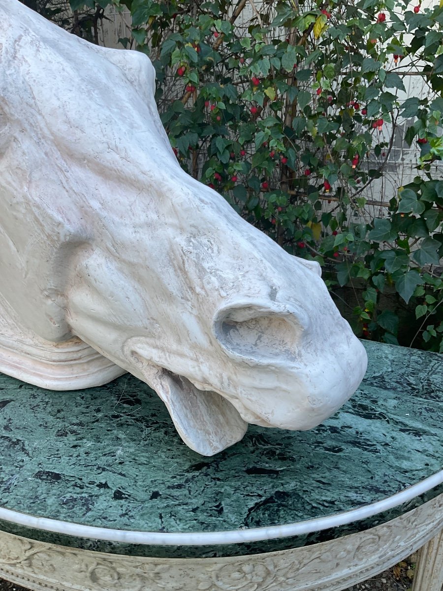 Grand Tour. Large Horse Head Of Selene First Half Of The 20th Century -photo-3