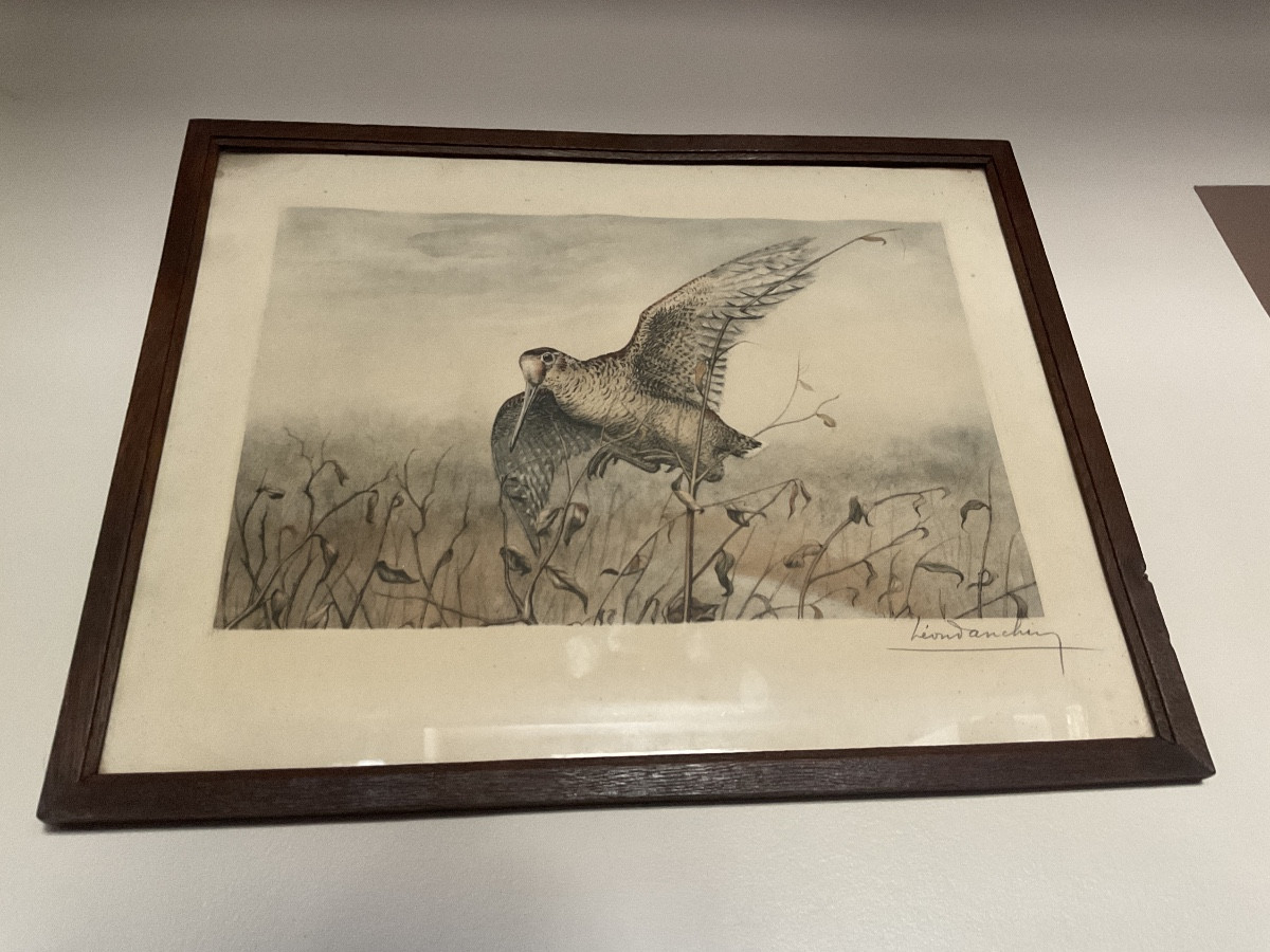 Gravure polychrome encadrée numérotées et signée Léon Danchin représentant une bécasse en vol.