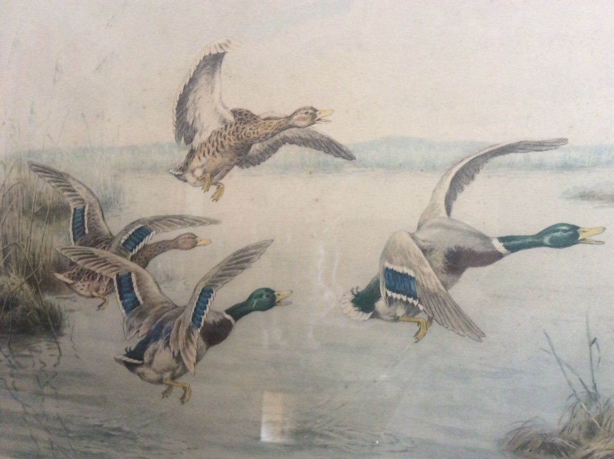 Polychrome Engraving Depicting Two Pairs Of Ducks Taking Flight Over A Lake Signed Georges-frédéric Rötig.-photo-5