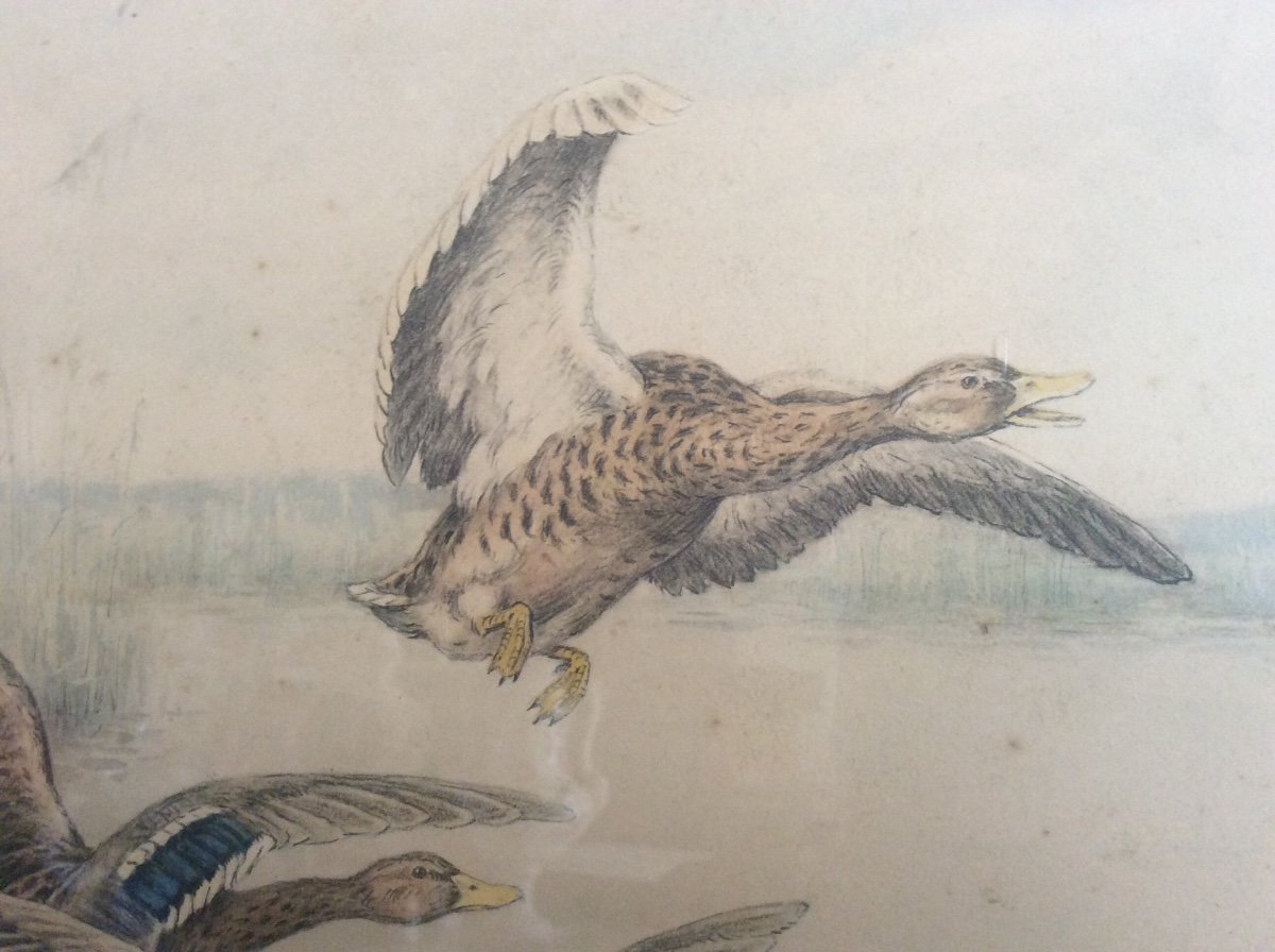 Polychrome Engraving Depicting Two Pairs Of Ducks Taking Flight Over A Lake Signed Georges-frédéric Rötig.-photo-6