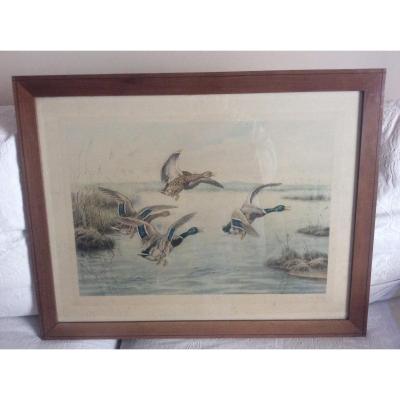 Polychrome Engraving Depicting Two Pairs Of Ducks Taking Flight Over A Lake Signed Georges-frédéric Rötig.