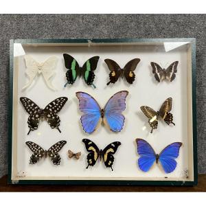  Collection De Papillons Naturalisés Encadrés Sous Verre 