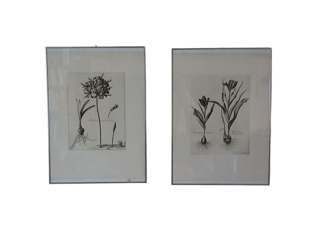 Paire de lithographies-Botanique -photo-3