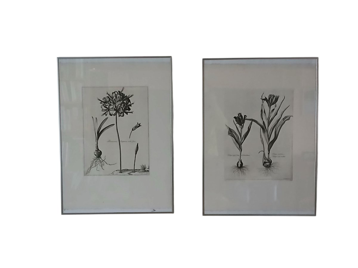Paire de lithographies-Botanique -photo-4