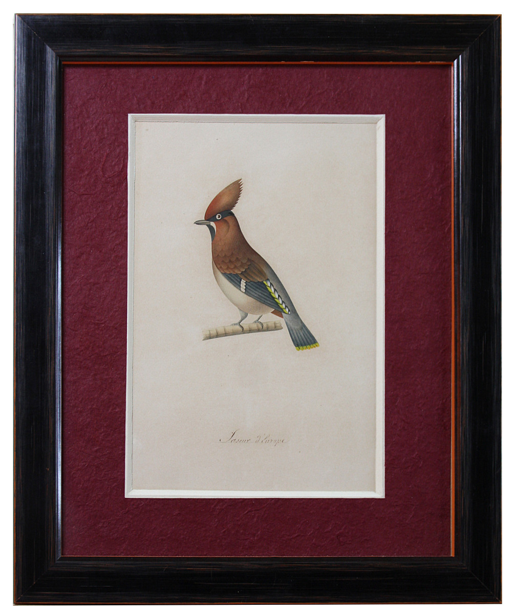 Birds, Watercolor Drawings, 19th Century-photo-2