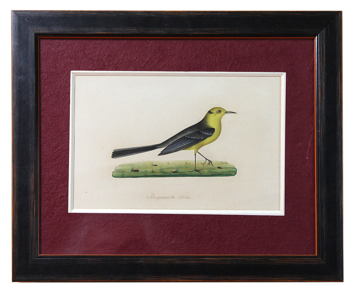 Birds, Watercolor Drawings, 19th Century-photo-3