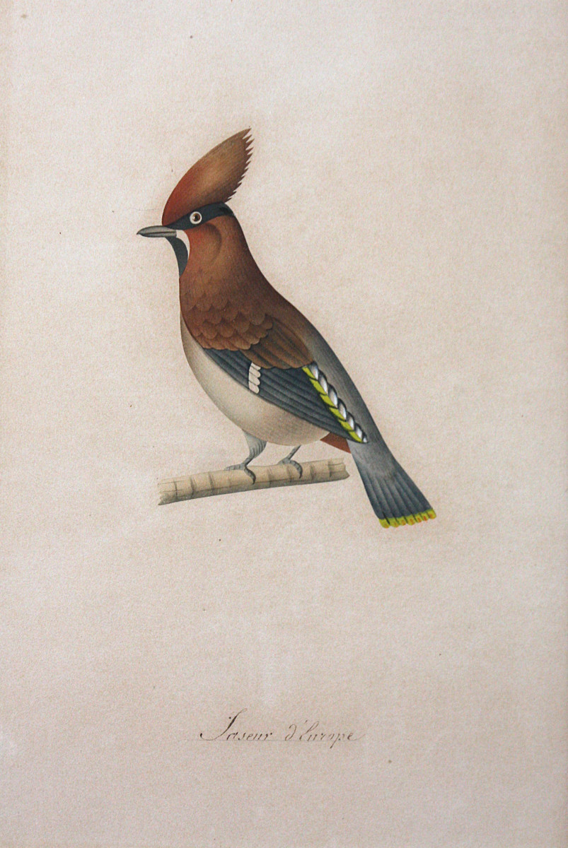Birds, Watercolor Drawings, 19th Century-photo-1