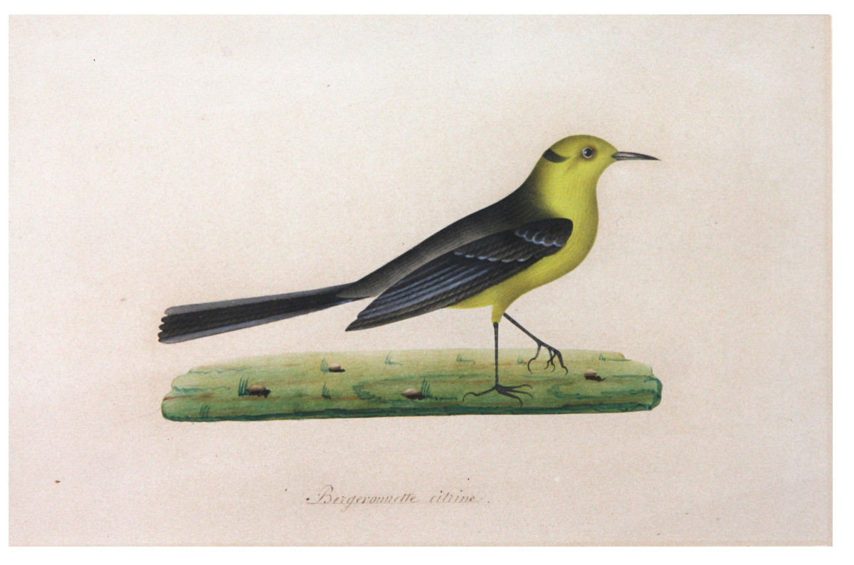 Birds, Watercolor Drawings, 19th Century-photo-2