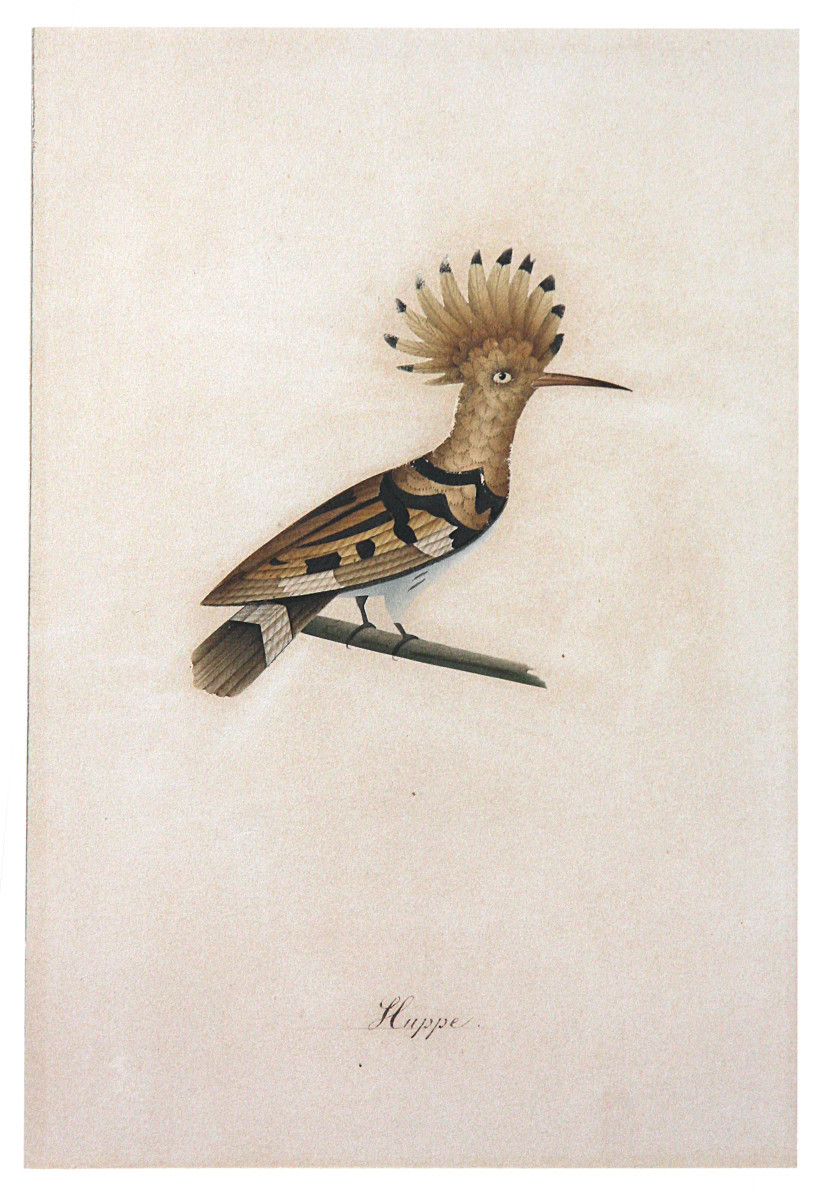 Birds, Watercolor Drawings, 19th Century-photo-3