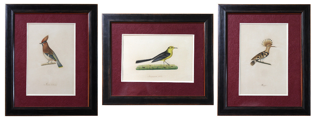 Birds, Watercolor Drawings, 19th Century