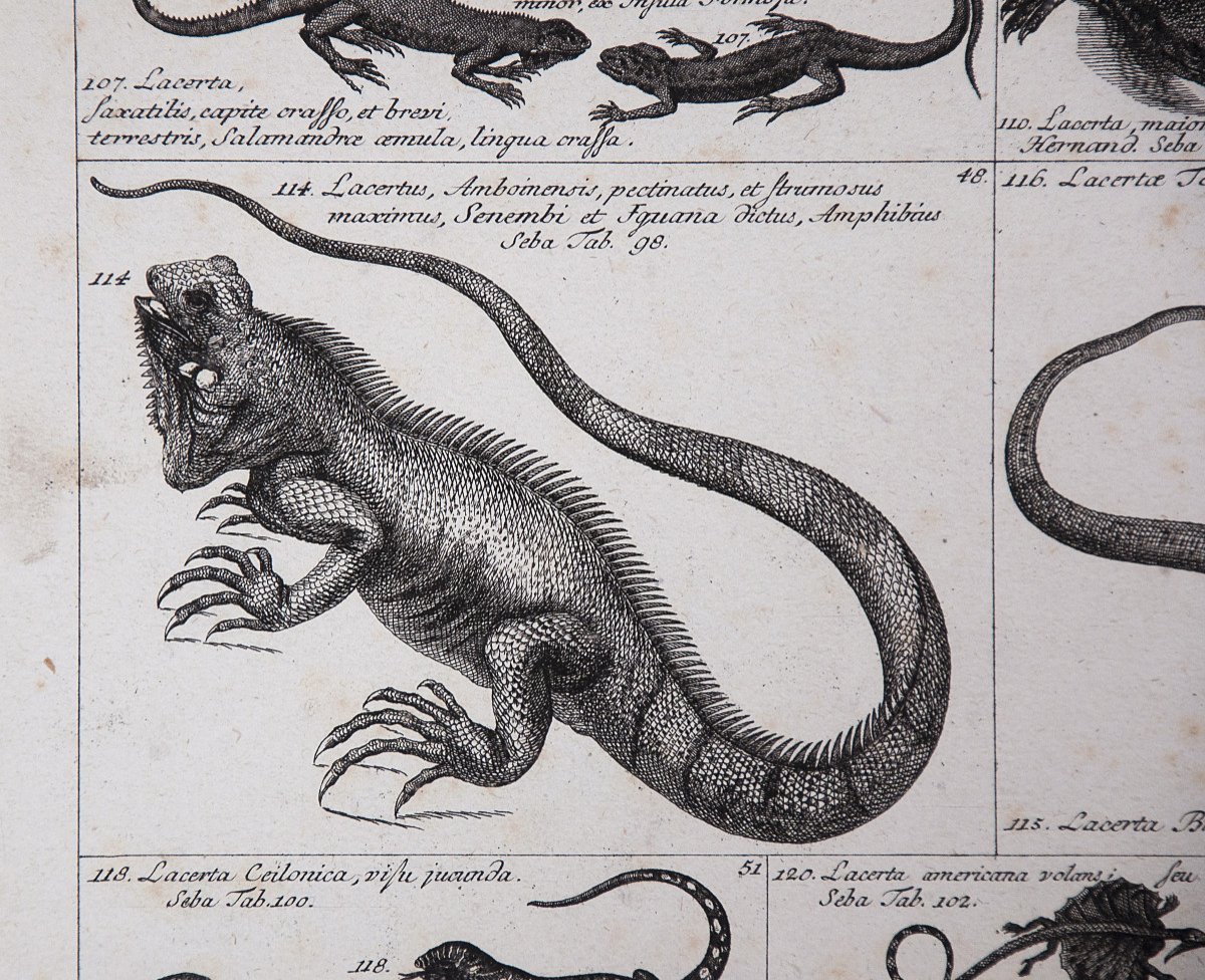 Two Beautiful Plates Of Engravings Of Reptiles, German Encyclopedia, 18th Century-photo-2