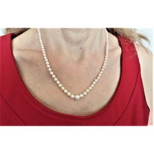 Collier composé de 101  Perles fermoir en or blanc 18 carats