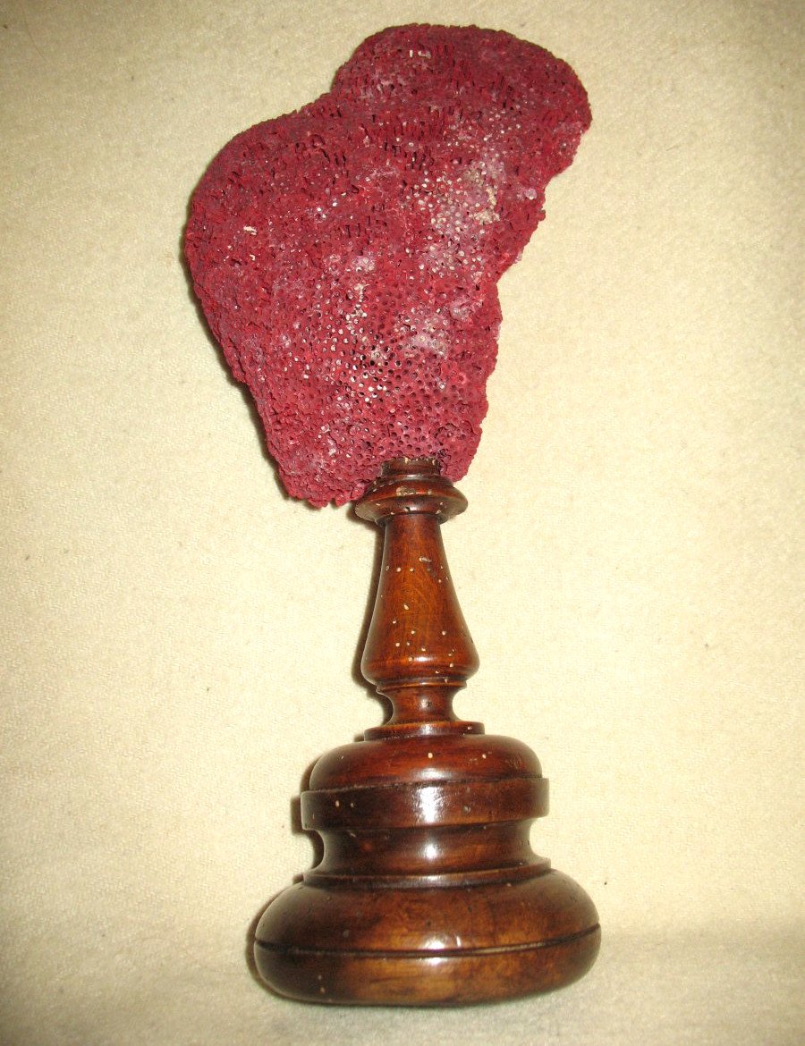 Grand corail rouge Tubipora monté sur socle en bois cabinet de curiosités