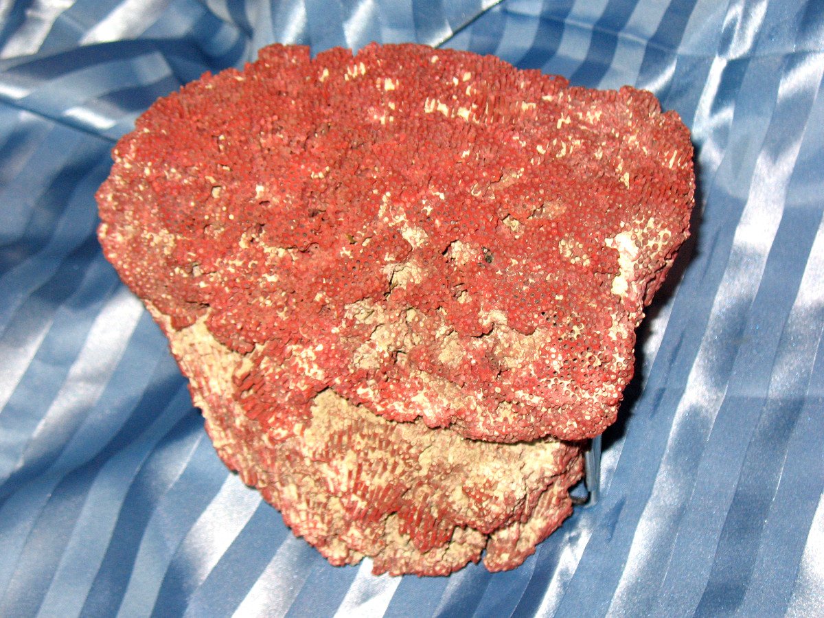 Big Red Coral Tubipora Musica Of 2.5 Kg-photo-2