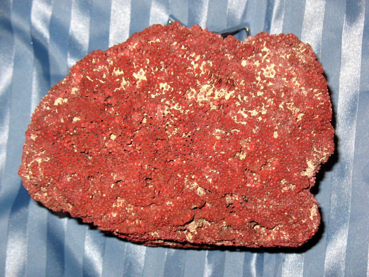 Big Red Coral Tubipora Musica Of 2.5 Kg-photo-3