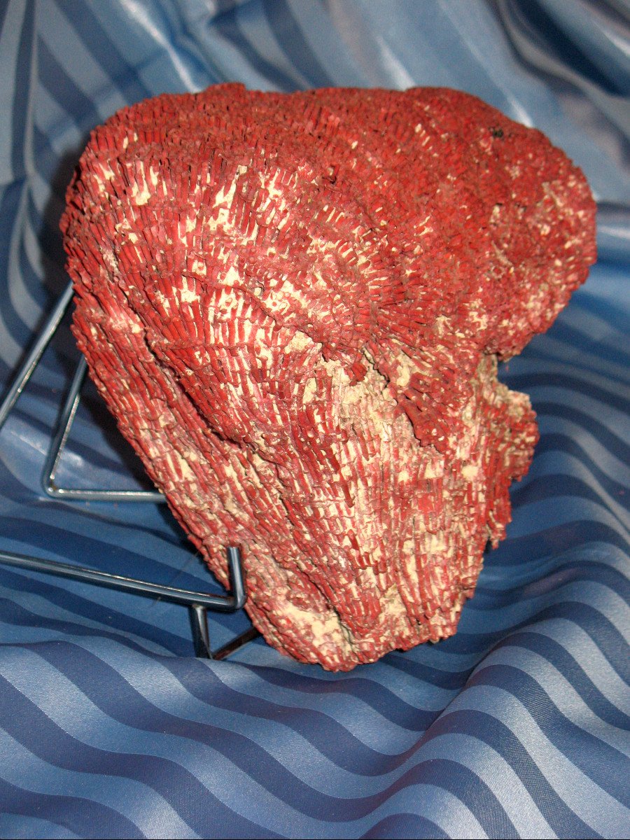 Big Red Coral Tubipora Musica Of 2.5 Kg-photo-1