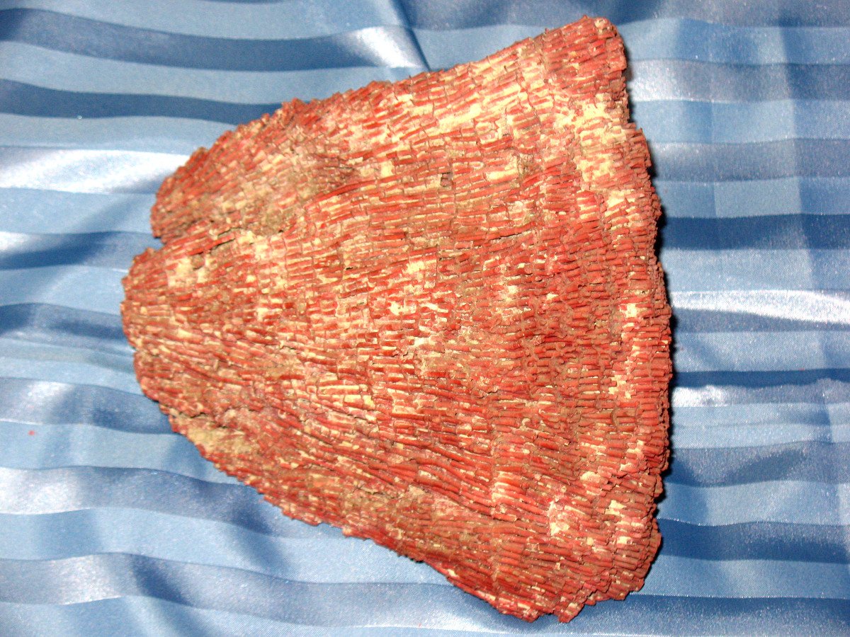 Big Red Coral Tubipora Musica Of 2.5 Kg-photo-3