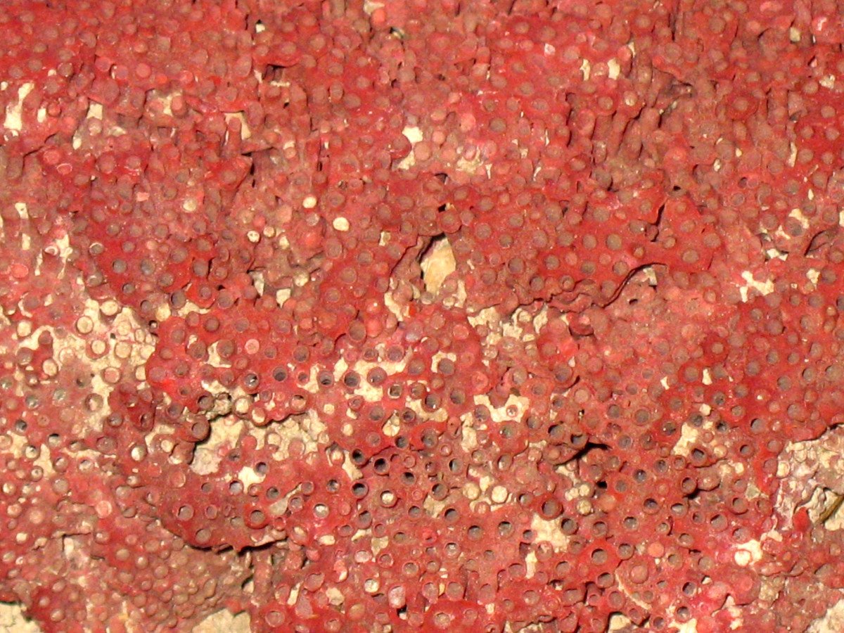 Gros corail rouge Tubipora Musica de 2,5 kg-photo-5