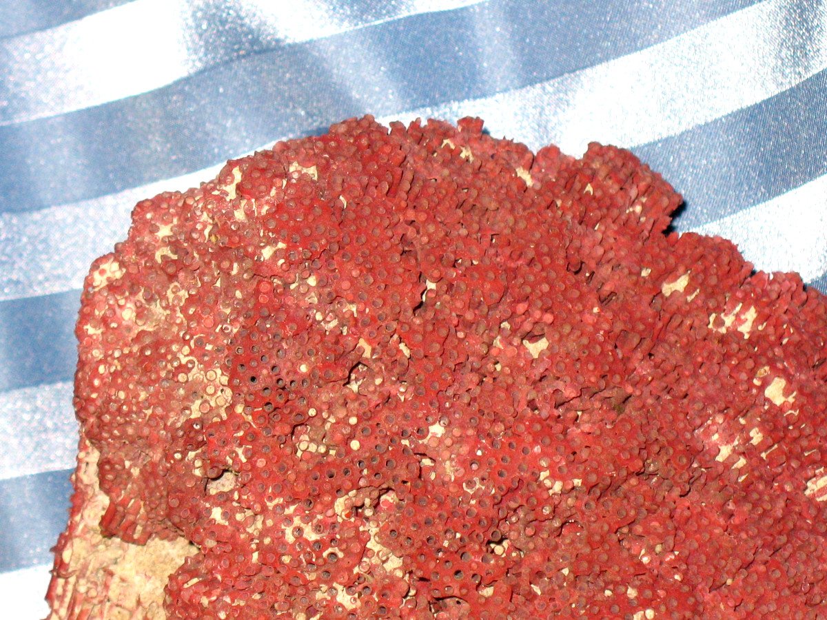 Gros corail rouge Tubipora Musica de 2,5 kg-photo-7