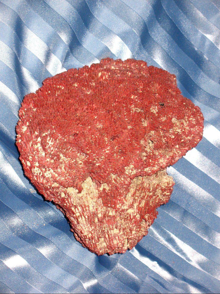 Big Red Coral Tubipora Musica Of 2.5 Kg