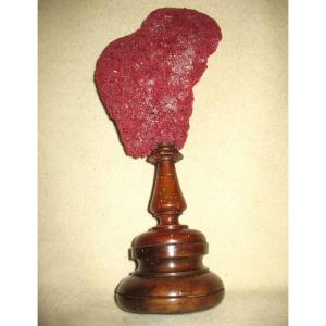 Red Coral Tubipora Mounted On Wooden Base
