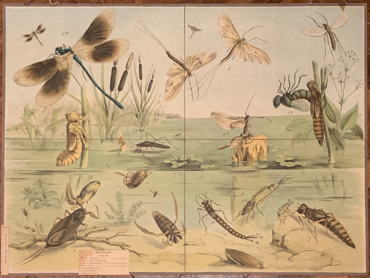 Ensemble De 12 Planches De Sciences Naturelles -photo-2
